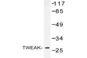 Western blot (WB) analysis of TWEAK antibody in extracts from COLO cells. (TWEAK 抗体)