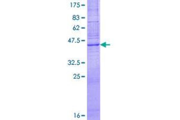 Claudin 7 Protein (CLDN7) (AA 1-211) (GST tag)