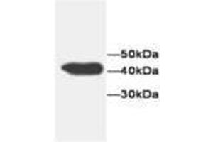 Image no. 1 for anti-Flavin Reductase (BLVRB) antibody (ABIN791536)