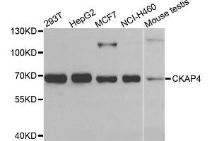 Western blot analysis of extracts of various cells, using CKAP4 antibody. (CKAP4 抗体)