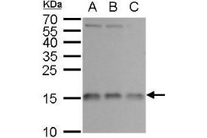 WB Image RPL37 antibody detects RPL37 protein by western blot analysis.