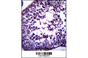 TSPYL5 Antibody immunohistochemistry analysis in formalin fixed and paraffin embedded human testis tissue followed by peroxidase conjugation of the secondary antibody and DAB staining. (TSPYL5 抗体  (C-Term))