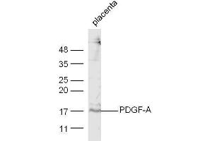 Mouse placenta lysate probed with Anti-PDGF-A Polyclonal Antibody  at 1:5000 90min in 37˚C. (PDGFA 抗体  (AA 125-170))