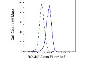 Validation of ROCK2 knockdown using flow cytometry. (Recombinant ROCK2 抗体)