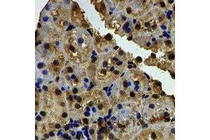 Immunohistochemical analysis of Barttin staining in rat kidney formalin fixed paraffin embedded tissue section. (BSND 抗体)