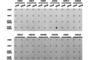 Dot-blot analysis of all sorts of methylation peptides using H3K9me3 antibody. (Histone 3 抗体  (H3K9me3))