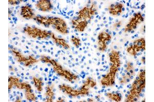 Anti- ABCG2 Picoband antibody, IHC(F) IHC(F): Mouse Kidney Tissue