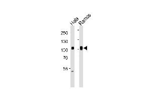 Western blot analysis of lysates from Hela, Ramos cell line (from left to right), using SP1 Antibody (ABIN1944791 and ABIN2838536). (SP1 抗体  (AA 1-250))