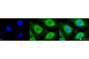 Immunofluorescence (fixed cells) (IF/ICC) image for anti-Heat Shock Protein 90kDa beta (Grp94), Member 1 (HSP90B1) (C-Term) antibody (FITC) (ABIN2481968)