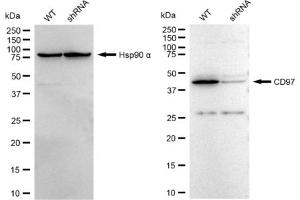 anti-CD97 (CD97) antibody