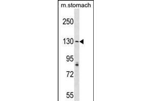 AGTPBP1 Antibody (N-term) (ABIN1539302 and ABIN2849151) western blot analysis in mouse stomach tissue lysates (35 μg/lane). (AGTPBP1 抗体  (N-Term))