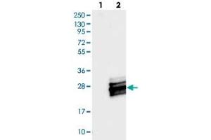 Western blot analysis of Lane 1: Negative control (vector only transfected HEK293T lysate), Lane 2: Over-expression Lysate (Co-expressed with a C-terminal myc-DDK tag (~3. (C7orf49 抗体)