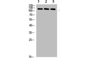 Western Blot analysis of 1,mouse-liver 2,hela 3,mouse-brain cells using primary antibody diluted at 1:1000(4 °C overnight). (SREBF1 抗体  (AA 250-330))