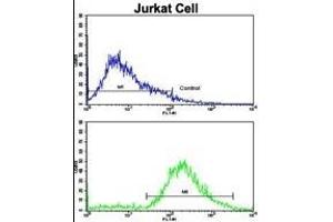 Flow cytometric analysis of jurkat cells using VIP Antibody (C-term)(bottom histogram) compared to a negative control cell (top histogram). (Vip 抗体  (C-Term))