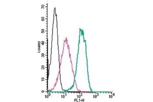 Cell surface detection of SSTR4 by indirect flow cytometry in live intact human THP-1 monocytic leukemia cells:  (black line) Cells. (SSTR4 抗体  (2nd Extracellular Loop))