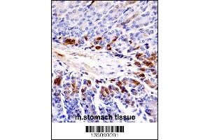 Mouse Sgk269 Antibody immunohistochemistry analysis in formalin fixed and paraffin embedded mouse stomach tissue followed by peroxidase conjugation of the secondary antibody and DAB staining. (PEAK1 抗体  (AA 1188-1216))