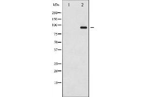 Western blot analysis of Dynamin-1 phosphorylation expression in Mouse brain tissue lysates,The lane on the left is treated with the antigen-specific peptide. (Dynamin 1 抗体  (pSer774))