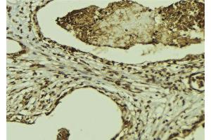 ABIN6269302 at 1/100 staining Mouse colon tissue by IHC-P. (XIAP 抗体  (N-Term))