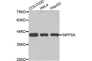 Western Blotting (WB) image for anti-Inositol Polyphosphate-5-Phosphatase, 40kDa (INPP5A) antibody (ABIN1875468) (INPP5A 抗体)