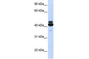 Image no. 1 for anti-Guanine Nucleotide Binding Protein (G Protein), alpha 15 (Gq Class) (GNA15) (N-Term) antibody (ABIN6744277) (GNA15 抗体  (N-Term))