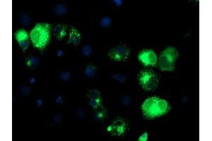 Anti-TFR2 mouse monoclonal antibody (ABIN2455711) immunofluorescent staining of COS7 cells transiently transfected by pCMV6-ENTRY TFR2 (RC220060). (Transferrin Receptor 2 抗体)