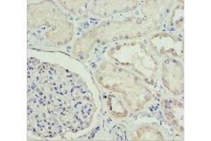 Immunohistochemistry of paraffin-embedded human kidney tissue using ABIN7151499 at dilution of 1:100 (ETFA 抗体  (AA 1-333))