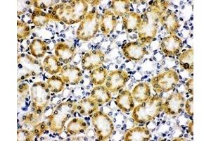 IHC-F testing of Paxillin antibody and rat kidney tissue (Paxillin 抗体  (AA 456-472))