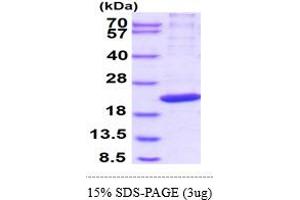 SDS-PAGE (SDS) image for Polymerase (RNA) II (DNA Directed) Polypeptide H (POLR2H) (AA 1-150) protein (His tag) (ABIN5852947) (POLR2H Protein (AA 1-150) (His tag))