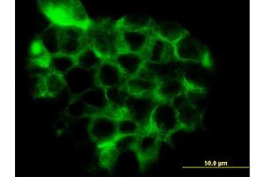 Immunofluorescence (IF) image for anti-Related RAS Viral (R-Ras) Oncogene Homolog 2 (RRAS2) (AA 1-204) antibody (ABIN564936)