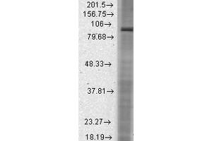 Western Blotting (WB) image for anti-Hyperpolarization Activated Cyclic Nucleotide-Gated Potassium Channel 2 (HCN2) (AA 761-863) antibody (Atto 594) (ABIN2481379)