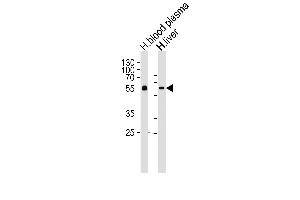 Western blot analysis of lysates from human blood plasma and liver tissue lysates (from left to right), using AHSG Antibody (C-term) (ABIN654065 and ABIN2843962).