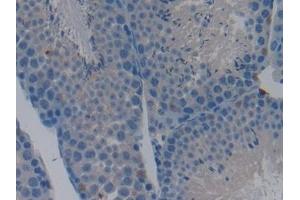 Detection of CASP9 in Mouse Testis Tissue using Polyclonal Antibody to Caspase 9 (CASP9)