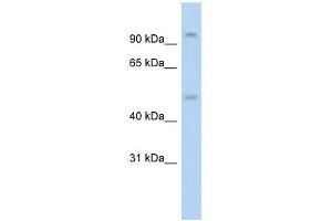 Western Blot showing NR3C1 antibody used at a concentration of 1. (Glucocorticoid Receptor 抗体  (N-Term))