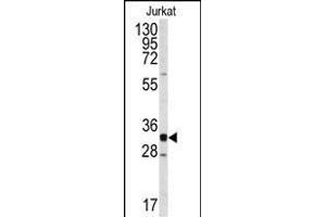 Western blot analysis of anti-CDK2 Antibody (C-term) (ABIN391746 and ABIN2841622) in Jurkat cell line lysates (35 μg/lane). (CDK2 抗体  (C-Term))