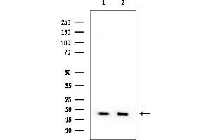 anti-Ribosomal Protein L29 (RPL29) (Internal Region) antibody