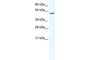 WB Suggested Anti-GPC3 Antibody Titration:  2. (Glypican 3 抗体  (Middle Region))