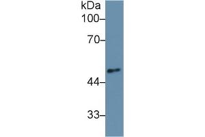 Western Blot; Sample: Mouse Cerebrum lysate; Primary Ab: 1µg/ml Rabbit Anti-Human ANGPT2 Antibody Second Ab: 0. (Angiopoietin 2 抗体  (AA 269-496))
