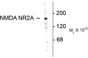 Western blots of 10 ug of rat hippocampal lysate showing specific immunolabeling of the ~180k NR2A subunit of the NMDA receptor. (NMDAR2A 抗体  (N-Term))