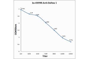 Antigen: 0. (Deltex Homolog 1 抗体  (AA 351-450))