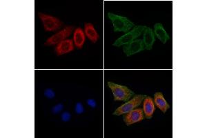 ABIN6266243 and ABIN6277396 staining HepG2 cells by IF/ICC.
