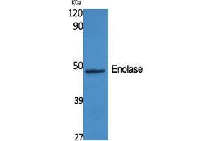 Western Blot (WB) analysis of specific cells using Enolase Polyclonal Antibody. (Enolase 抗体  (C-Term))