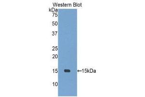 Western Blotting (WB) image for anti-Growth Differentiation Factor 3 (GDF3) (AA 253-366) antibody (ABIN1858987)