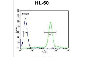 Flow cytometric analysis of HL-60 cells (right histogram) compared to a negative control cell (left histogram). (CNIH2 抗体  (N-Term))