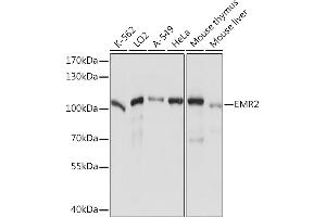 Western blot analysis of extracts of various cell lines, using EMR2 Rabbit pAb (ABIN7266906) at 1:1000 dilution. (EMR2 抗体  (AA 300-500))