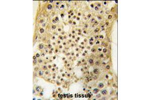 Formalin-fixed and paraffin-embedded human testis tissue reacted with USP7 polyclonal antibody  , which was peroxidase-conjugated to the secondary antibody, followed by DAB staining . (USP7 抗体  (C-Term))