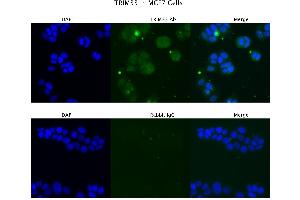 Sample Type : MCF7  Primary Antibody Dilution: 4 ug/ml  Secondary Antibody : Anti-rabbit Alexa 546  Secondary Antibody Dilution: 2 ug/ml  Gene Name : TRIM33 (TRIM33 抗体  (Middle Region))