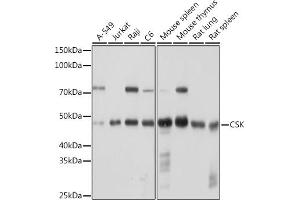 CSK 抗体