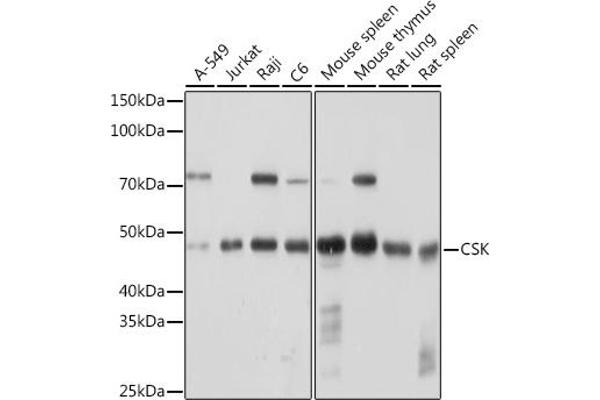 CSK 抗体