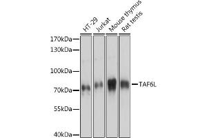 Western blot analysis of extracts of various cell lines, using TL antibody (ABIN7270717) at 1:3000 dilution. (TAF6L 抗体  (AA 1-200))