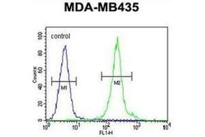 Flow cytometric analysis of MDA-MB435 cells (right histogram) compared to a negative control cell (left histogram) using Interleukin-12 beta/IL12B  Antibody (C-term), followed by FITC-conjugated goat-anti-rabbit secondary antibodies. (IL12B 抗体  (C-Term))